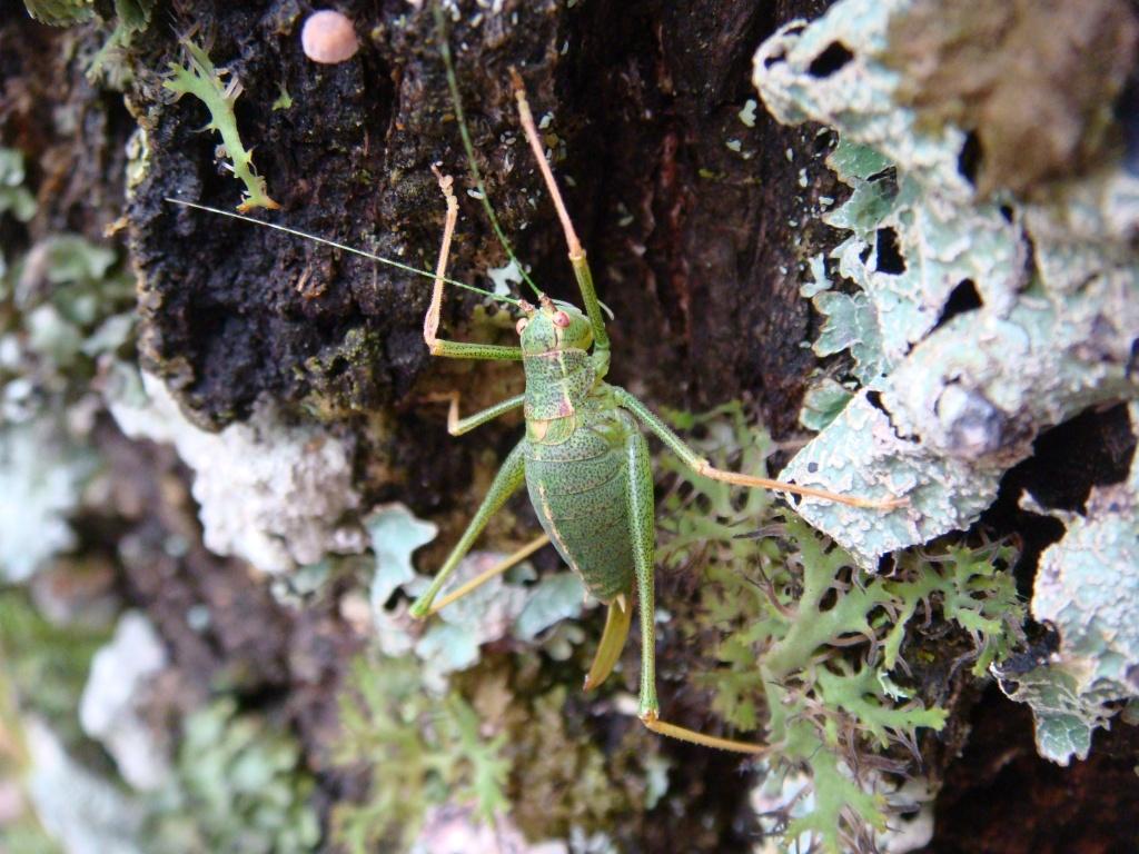 nk9PIceCw04_Biodiversita.jpg